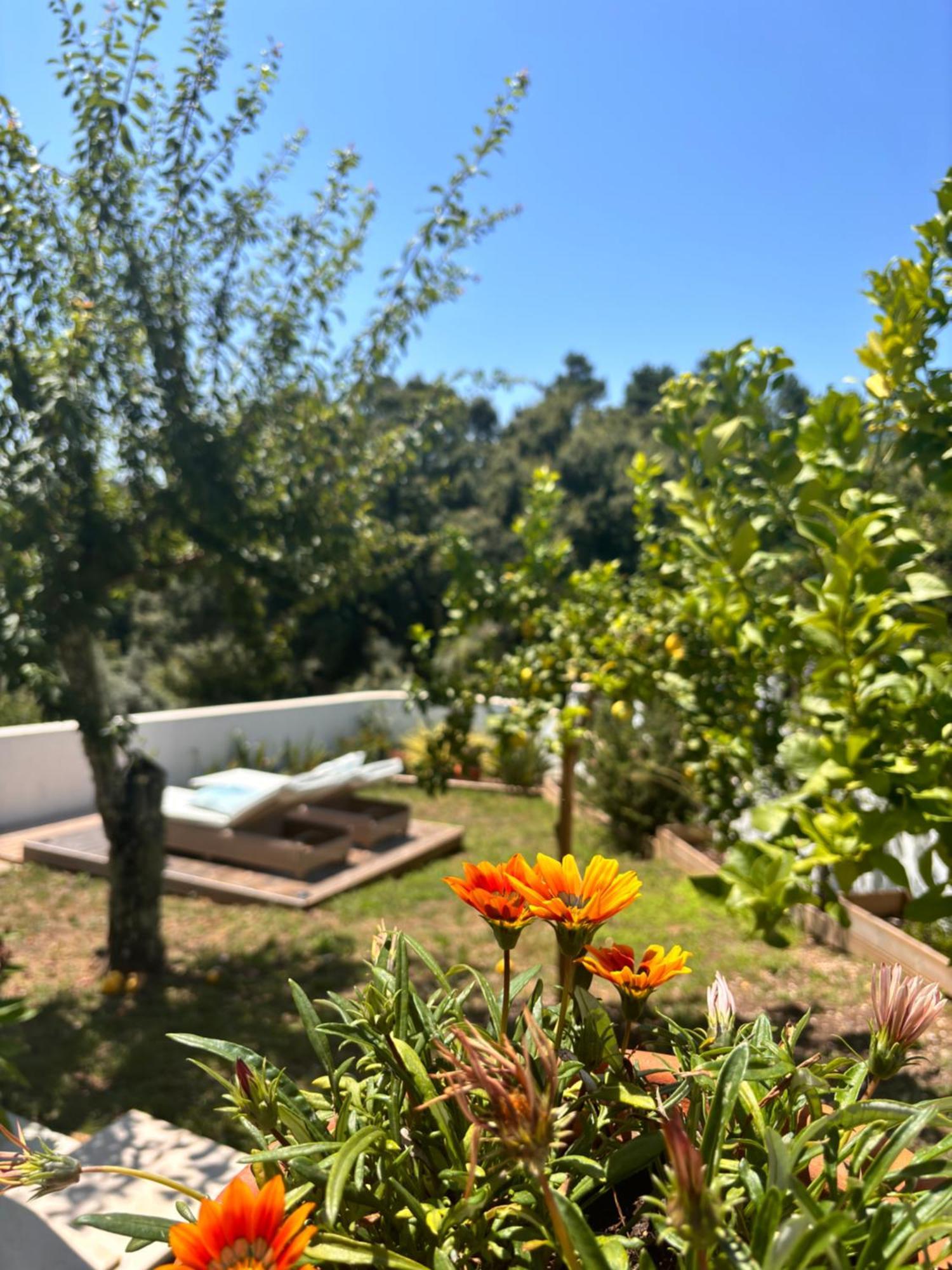 Bed and Breakfast Casa Da Oliveira à Pedrogao Grande Extérieur photo